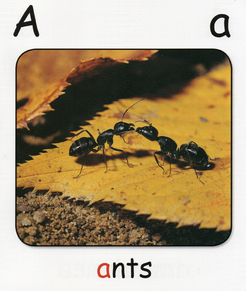 A绘本故事第5页