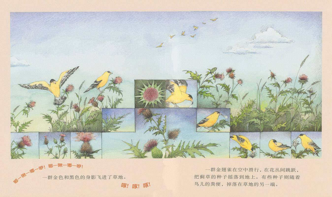 野地上的花园绘本故事第4页