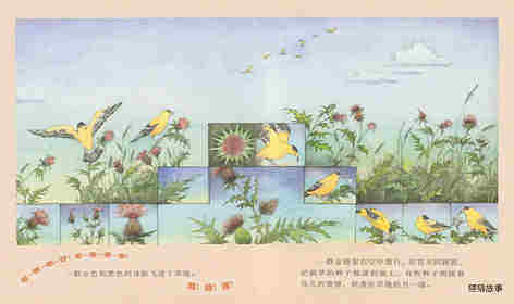 野地上的花园绘本故事第4页