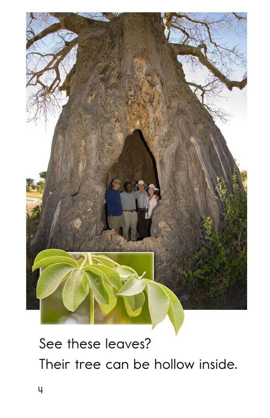 Which Tree绘本故事第4页