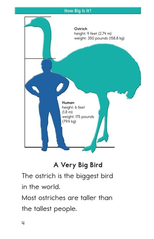 Ostriches Giant Birds绘本故事第3页