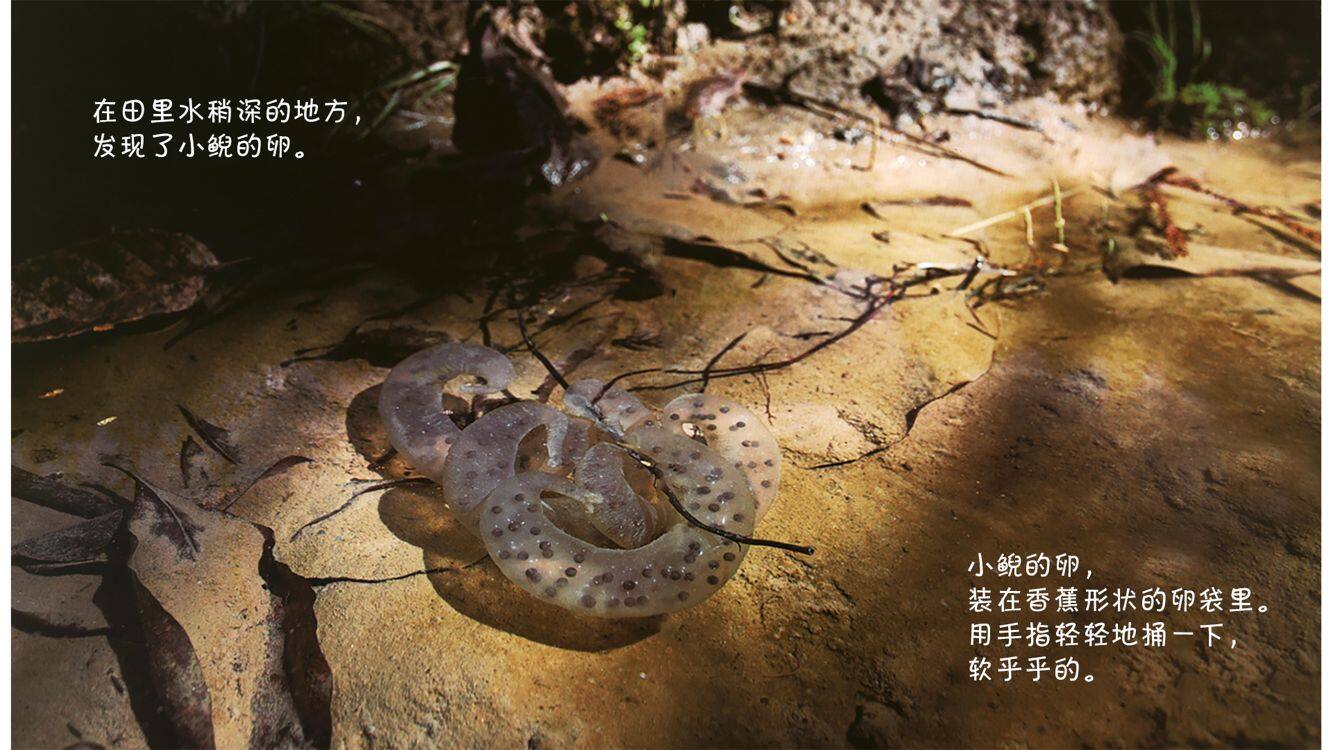 诞生了！小鲵绘本故事第4页