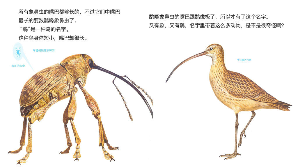 打洞专家象鼻虫绘本故事第5页