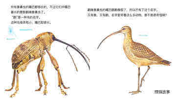 打洞专家象鼻虫绘本故事第5页
