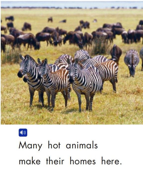 Animals in the Sun绘本故事第3页