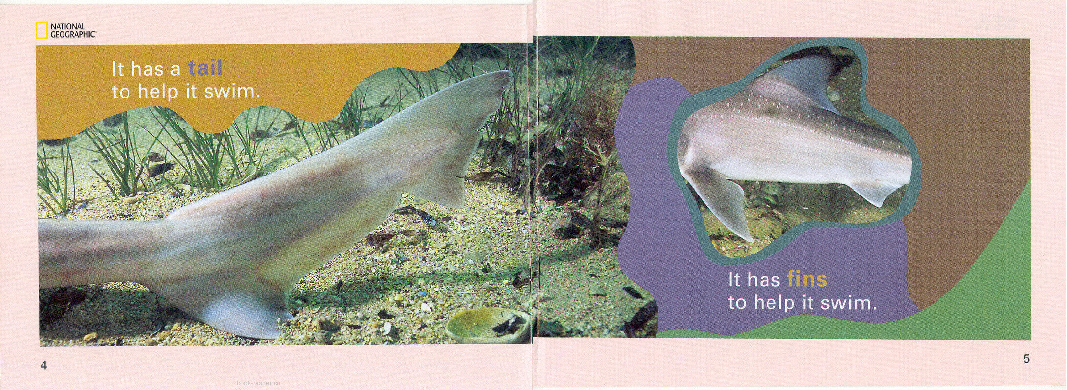 The Baby Shark绘本故事第4页