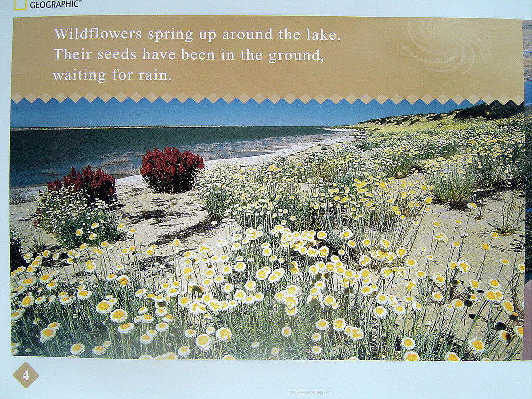 desert rain绘本故事第5页