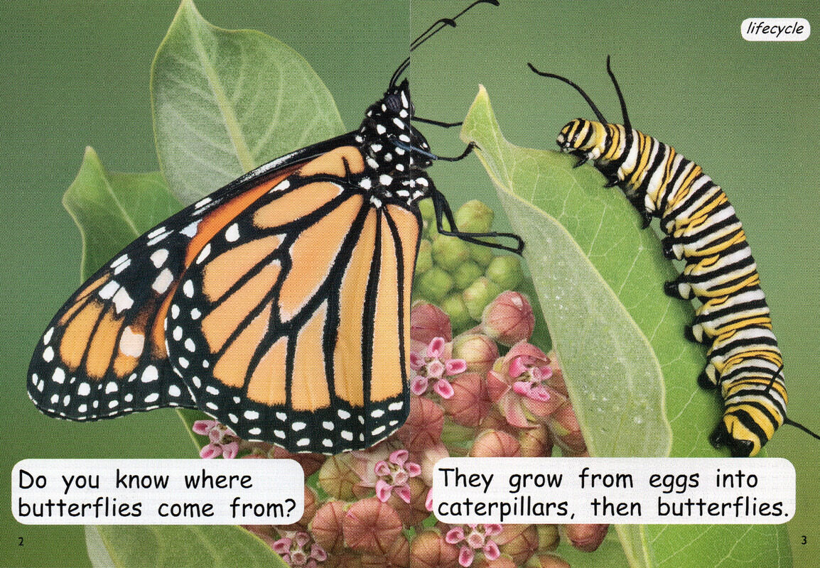 caterpillar to butterfly绘本故事第3页