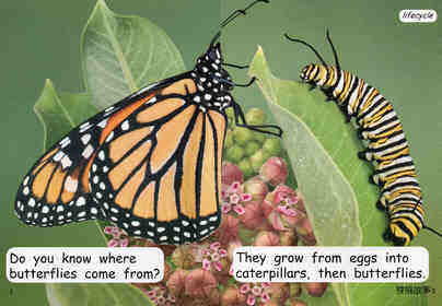 caterpillar to butterfly绘本故事第3页