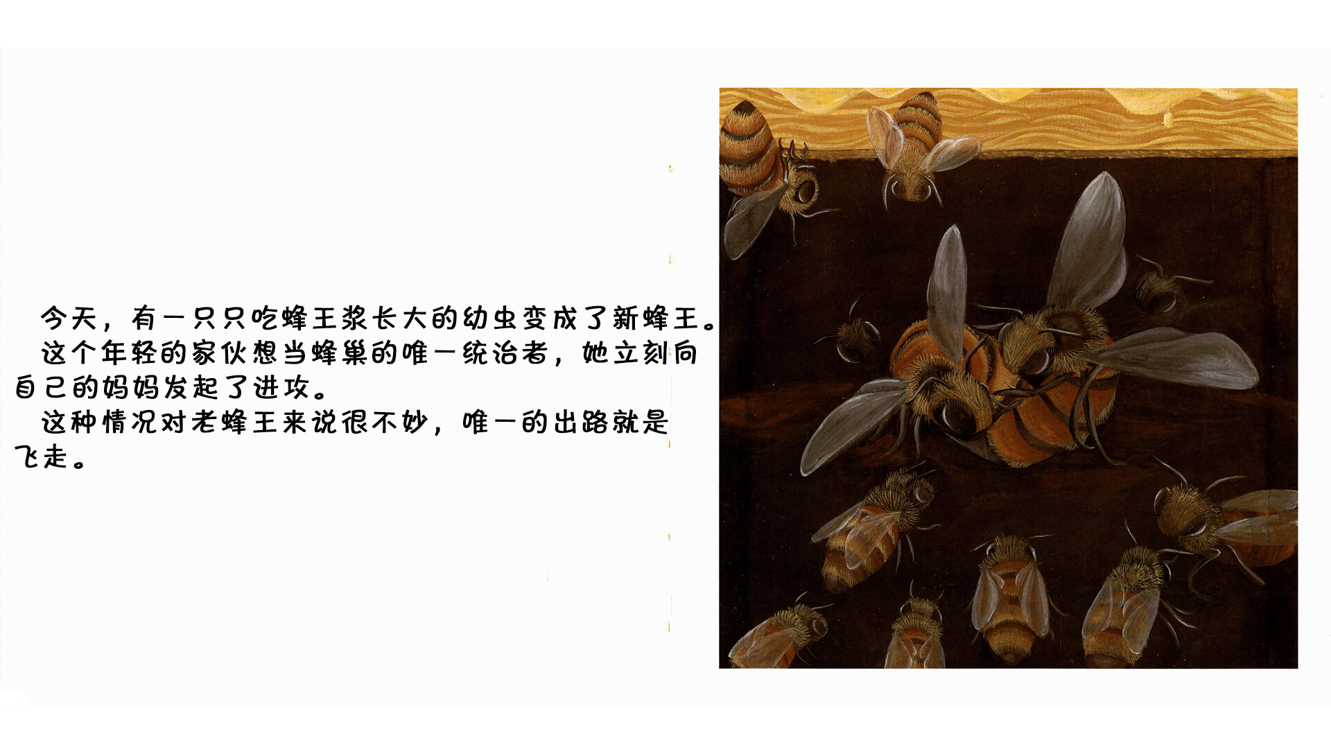 蜜蜂绘本故事第4页