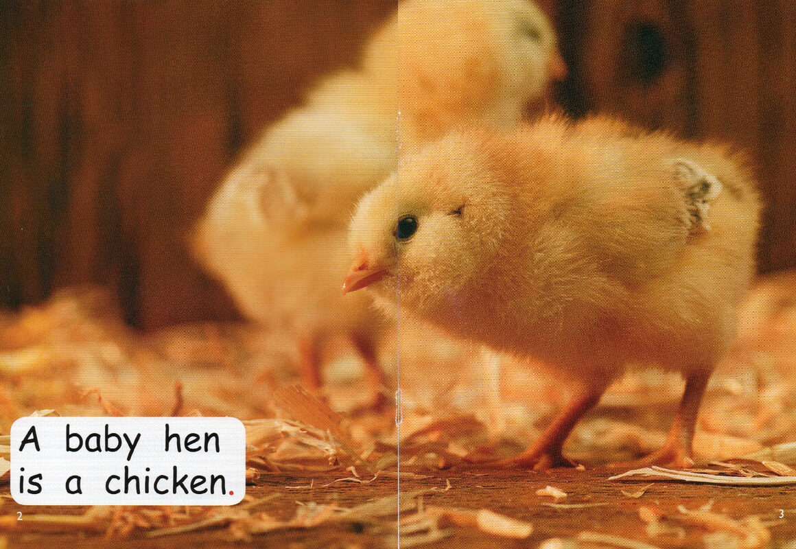 baby animals绘本故事第3页