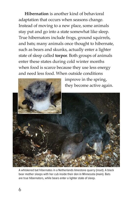 Amazing Animal Adaptations绘本故事第5页