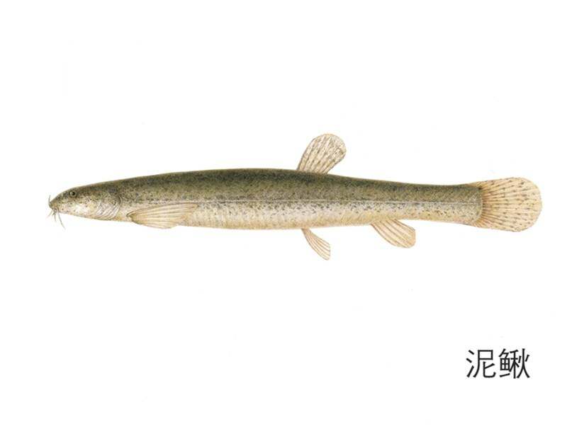 各种各样好玩的鱼绘本故事第3页