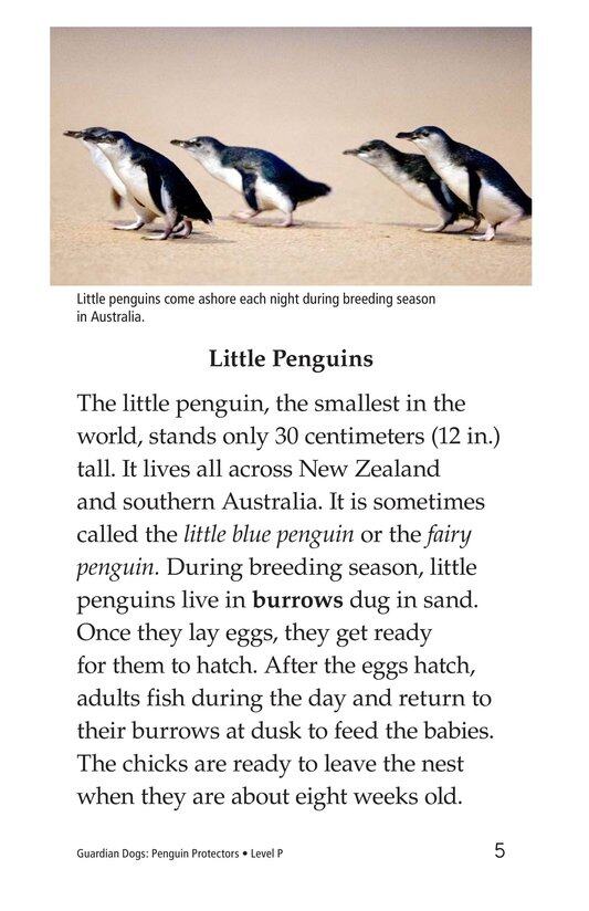 Guardian Dogs Penguin Protectors绘本故事第4页
