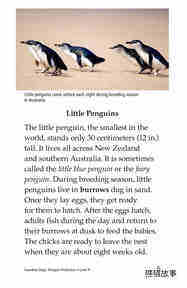 Guardian Dogs Penguin Protectors绘本故事第4页