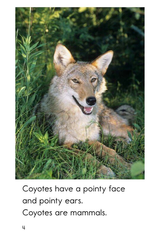 All About Coyotes绘本故事第4页