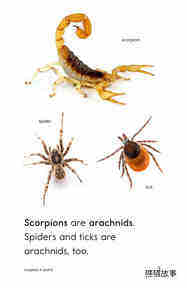 Scorpions绘本故事第3页
