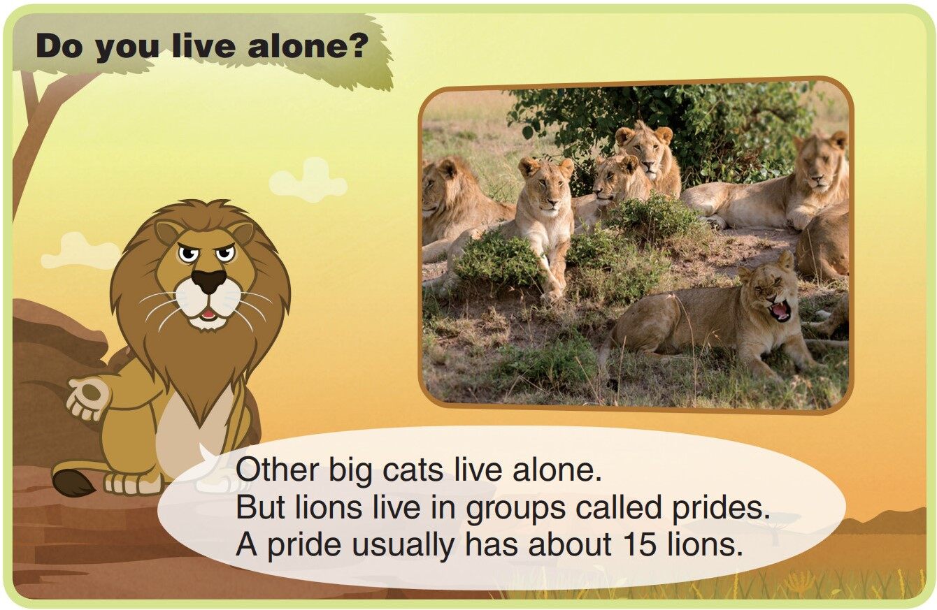 African Lion绘本故事第5页