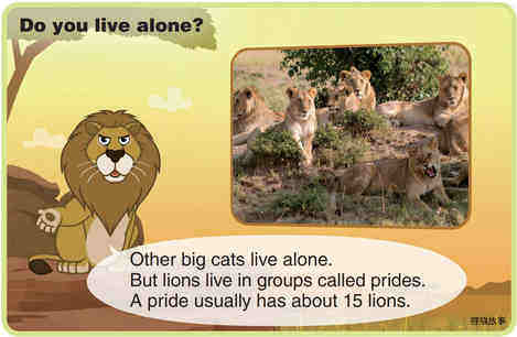 African Lion绘本故事第5页