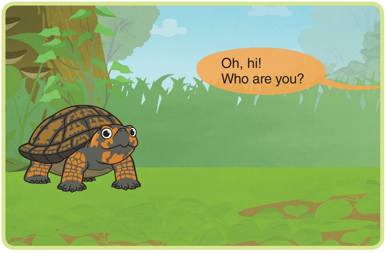 Eastern Box Turtle绘本故事第2页