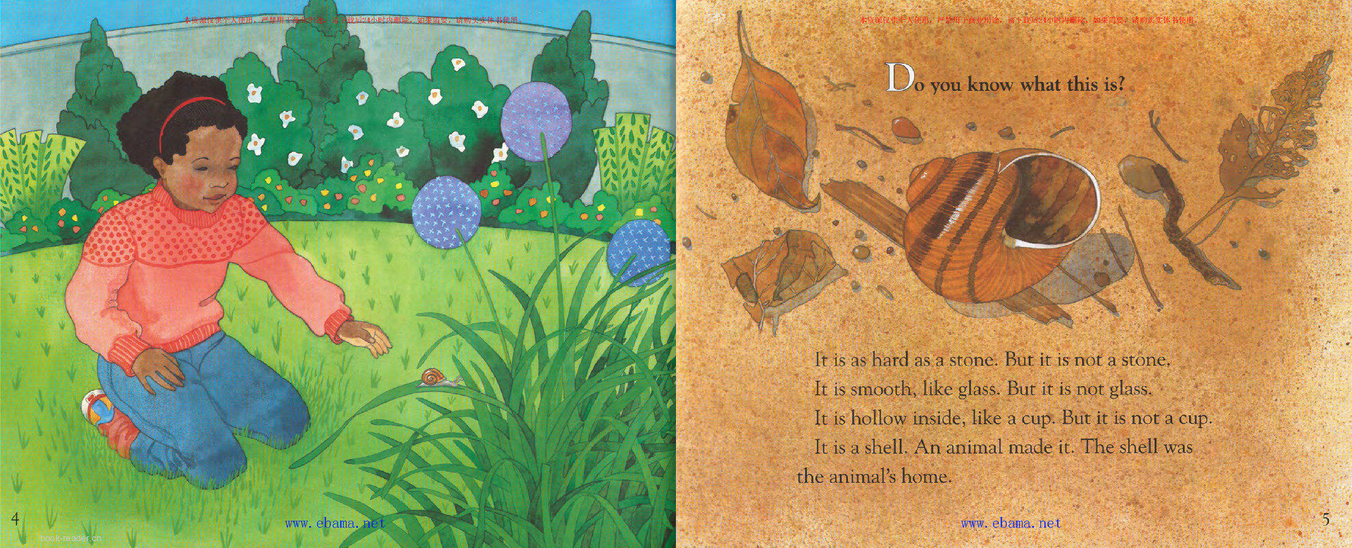 What Lives in a Shell绘本故事第3页