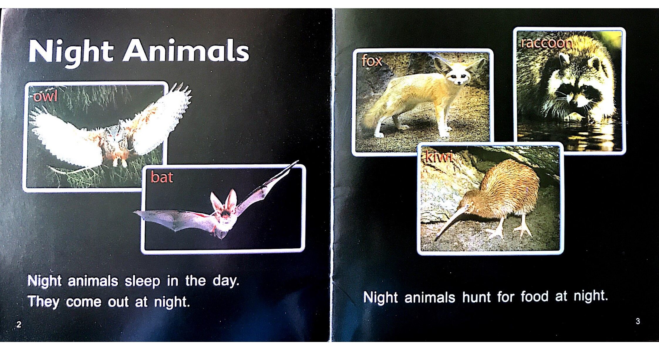 Night Animals绘本故事第3页