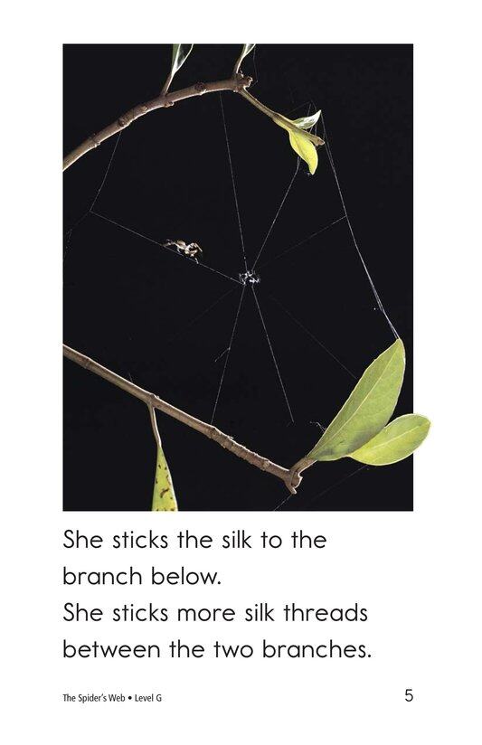 The Spider's Web绘本故事第5页