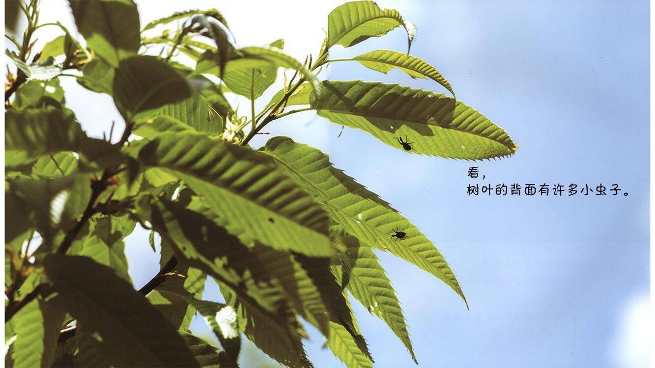 诞生了！卷叶象绘本故事第5页