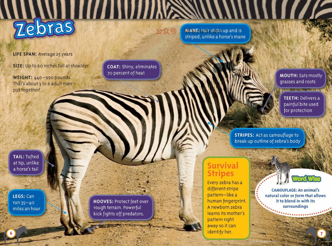 Amazing Animal Journeys绘本故事第4页