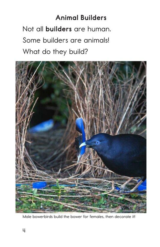 What Built This绘本故事第3页