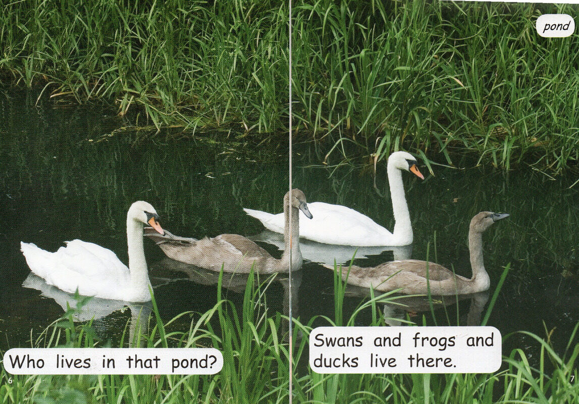 animal homes绘本故事第5页