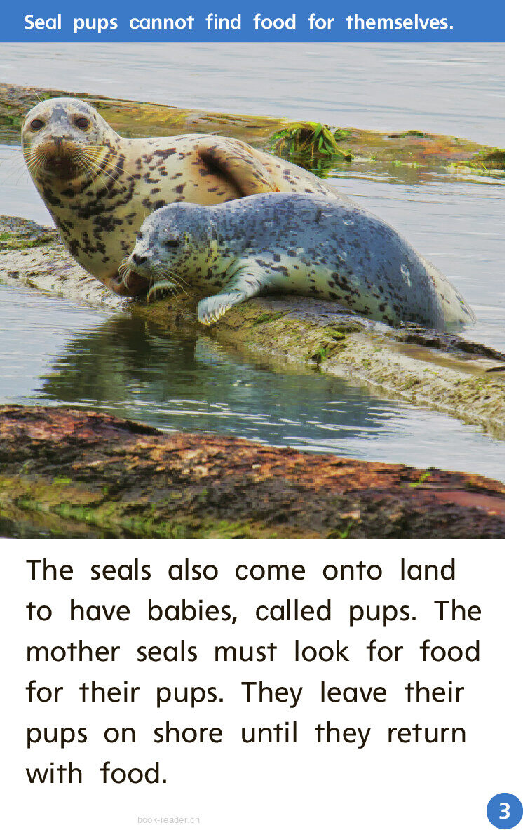 GK Beyond U10W3 Babysitters for Seals绘本故事第4页