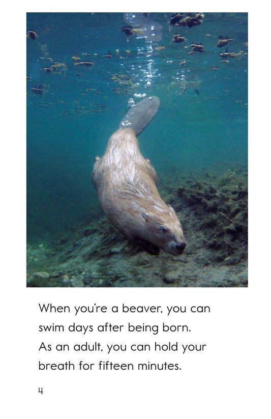 Want to Be a Beaver绘本故事第4页