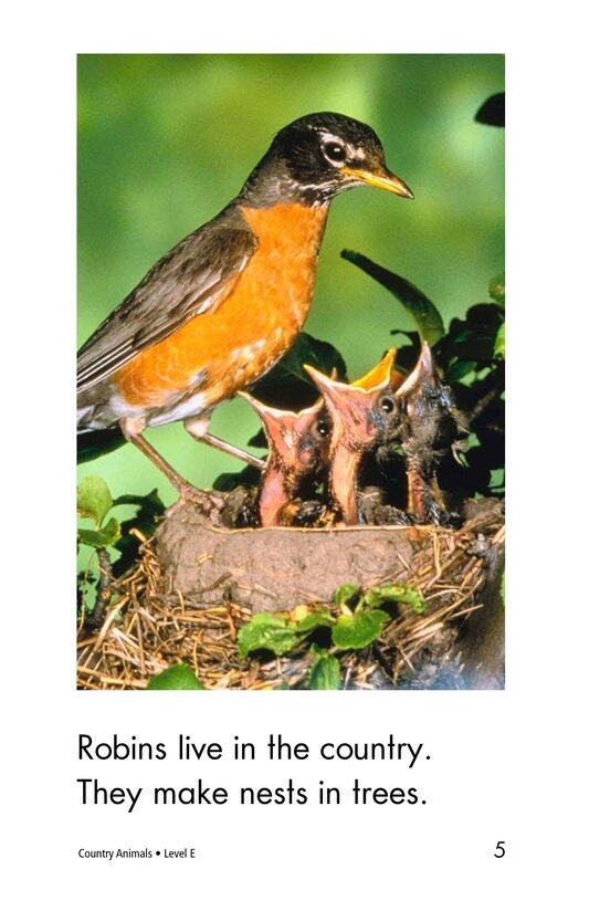 Country Animals绘本故事第5页