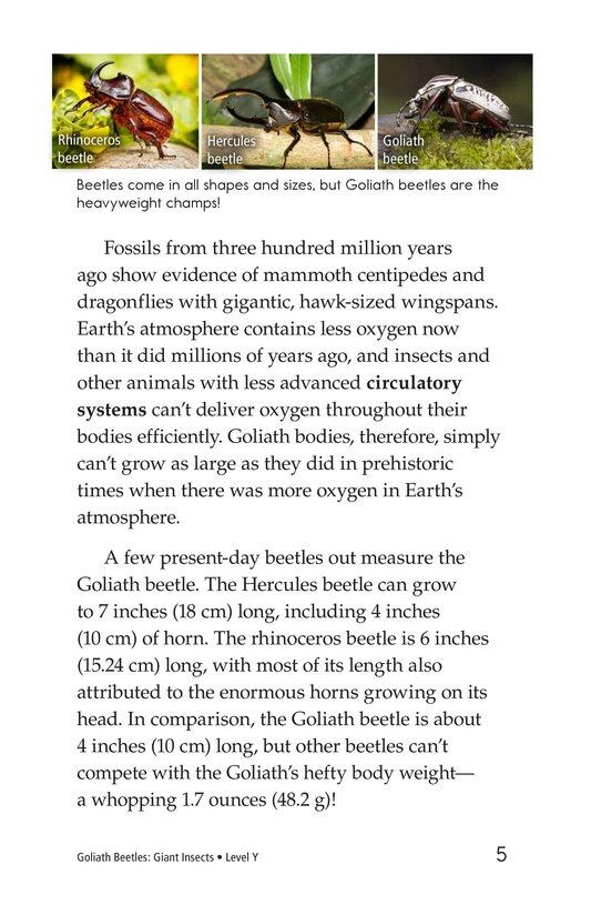 Goliath Beetles Giant Insects绘本故事第4页
