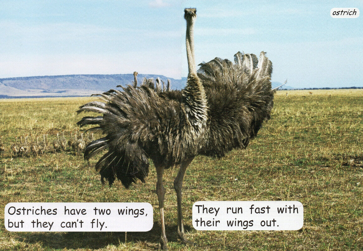 things with wings绘本故事第5页