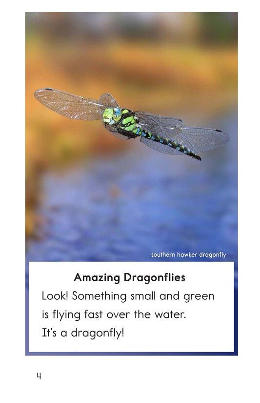 Dragonflies!绘本故事第3页