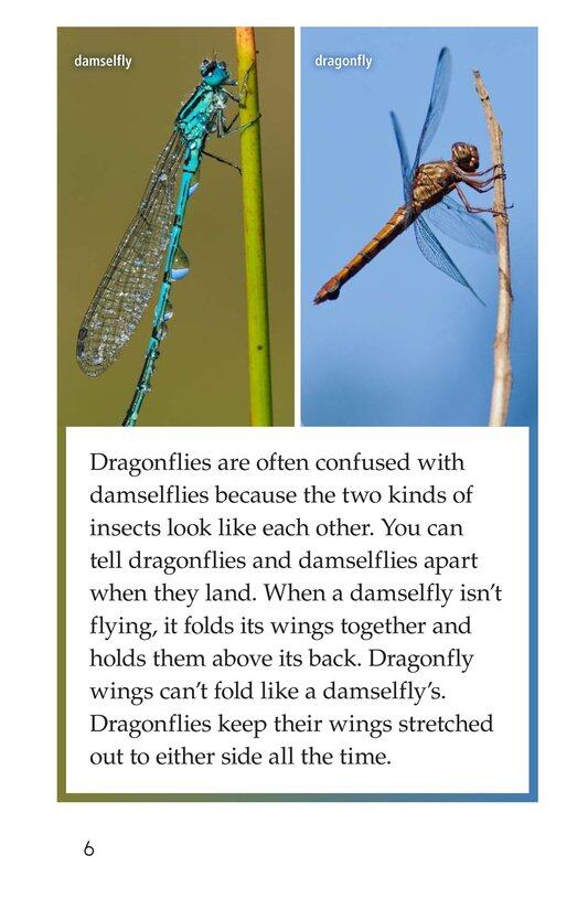 Dragonflies!绘本故事第5页