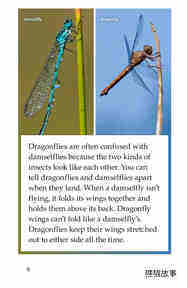 Dragonflies!绘本故事第5页