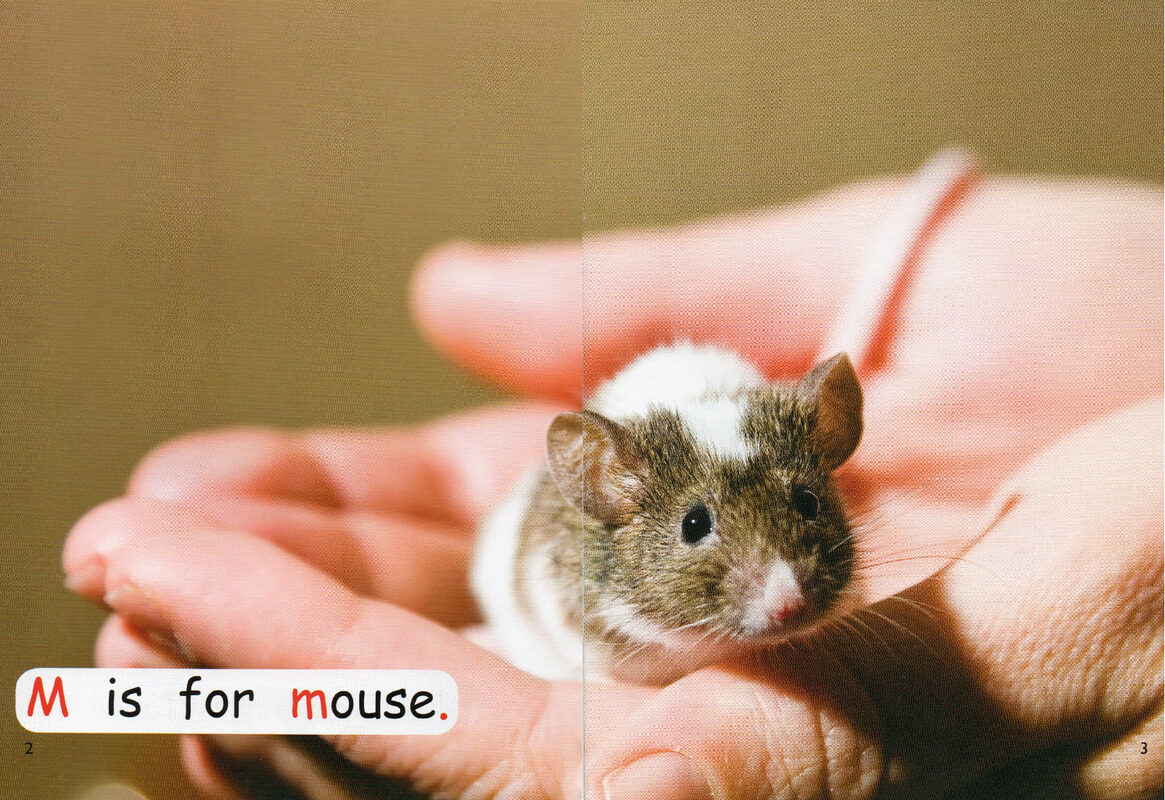 look after pets绘本故事第3页