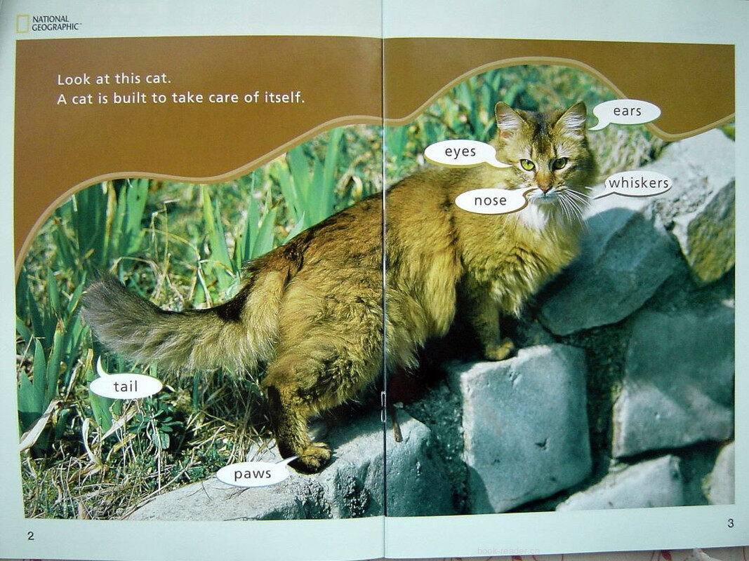 A Cats Shiskers绘本故事第3页