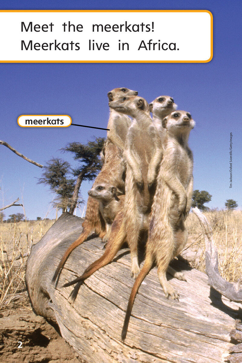 G1 ELL U2W3 Meerkat Family绘本故事第4页