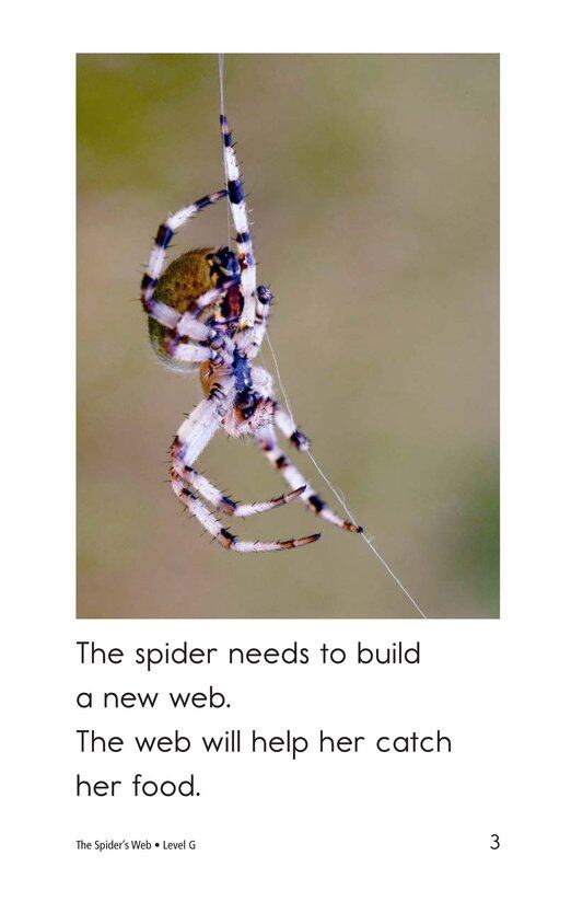 The Spider's Web绘本故事第3页