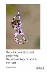 The Spider's Web绘本故事第3页
