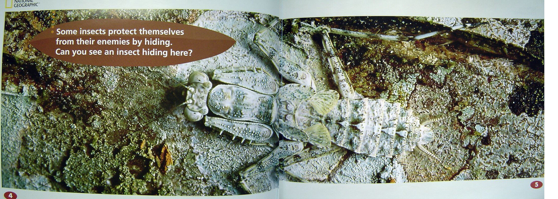 Can You See An Insect绘本故事第4页