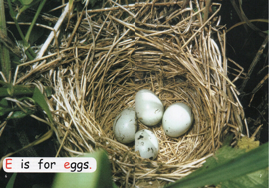 bird life绘本故事第5页