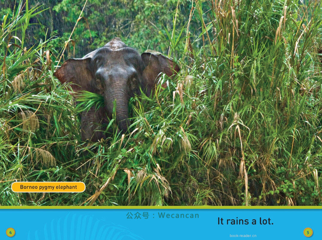 Swing Sloth绘本故事第4页