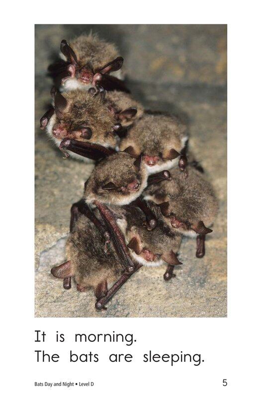 Bats Day and Night绘本故事第5页