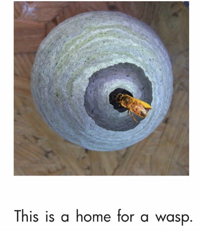 Animal Homes绘本故事第4页