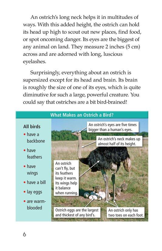 Ostriches Giant Birds绘本故事第5页